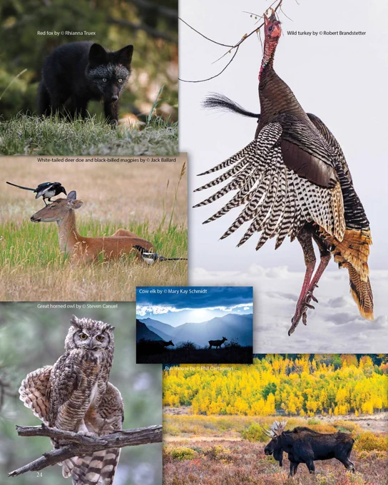 A magazine page featuring six images of wildlife of various sizes including a turkey, fox, deer and magpie, owl, moose and a landscape with a deer.