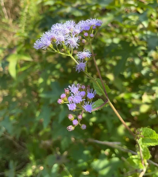 Close-up of delicate light purple wildflowers with thin, fringed petals against a blurred green foliage background.