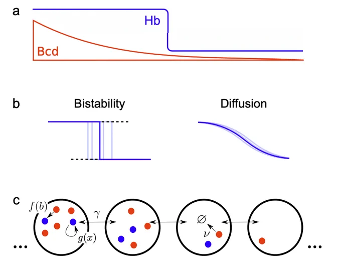 Three images showing hunchback, Hb, boundary formation. On the top is a schematic of a sharp Hb profile and exponential Bicoid, Bcd, profile along the anterior-posterior axis. Below is an illustration of how bistability, depicted on the left as a series of blue lines that make a 90 degree zig zag, could promote a sharp transition between states but increase positional variability. On the right, diffusion, shown as a series of smooth blue curves, could reduce variability but also reduce sharpness. Below, depicted using four black outlined circles with blue and red circles inside, Hb is shown as being activated by both Bcd and itself; it then degrades and diffuses among cell nuclei.