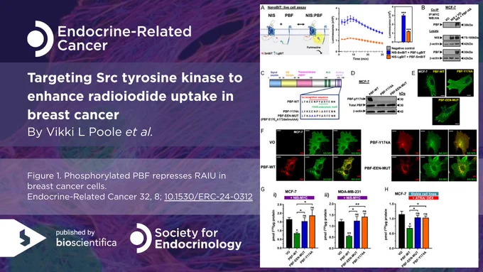 Targeting Src tyrosine kinase to enhance radioiodide uptake in breast cancer in Endocrine-Related Cancer. By Vikki L Poole et al.
Published by Bioscientifica. Society for Endocrinology.
Figure 1. Phosphorylated PBF represses RAIU in breast cancer cells. (A) Left – schematic of the interaction between NIS and PBF proteins tagged at the C-terminus with the NanoLuc luciferase subunits LgBiT and SmBiT, respectively. In close proximity, LgBiT and SmBiT form a functional enzyme that uses the substrate furimazine to produce a high-intensity, luminescent signal. Created using Alphafold (59, 60) and BioRender. Right – NanoBiT analysis of NIS:PBF interaction in MCF-7 cells, with bar graph showing results at 20 min post-addition of Nano-Glo live cell assay substrate. (B) Co-immunoprecipitation assay showing PBF-HA and NIS-MYC interaction in MCF-7 breast cancer cells. (C) Schematic of PBF highlighting the overlapping phosphorylation site...Endocrine-Related Cancer 32, 8; 10.1530/ERC-24-0312