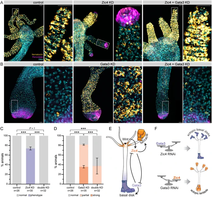 Figure 4: Phenotype rescue upon Zic4 and Gata3 double knockdown. Maximum projection confocal images of oral (A) and aboral (B) ends of animals after GFP RNAi (control), Zic4 or Gata3 RNAi, and Zic4 Gata3 RNAi. DNA in cyan, peroxidase activity in magenta and Nematocilin in orange. Panels on the right show magnifications of boxed areas on the left. Scale bars: 100μm. (C) Percentage of animals with ectopic peroxidase staining in tentacles upon Zic4 KD and double KD. (D) Percentage of animals with ectopic Nematocilin staining adjacent to the foot in Gata3 KD and double KD. ***P<0.001 (Fisher's exact test). (E,F) At the oral pole, Wnt signaling (black dot) activates Zic4 (orange) expression and thus basal disk identity. Without it, Gata3 dominates at the opposite end, leading to basal disk fate establishment (E). Experimentally depleting one of the factors results in ectopic cell fate acquisition at the opposite body end (F).