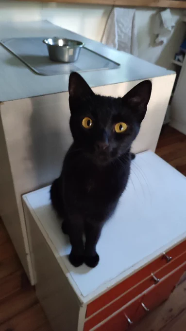 a black void stares out from the darkness, sitting up on a kitchen cabinet, with no other discernable features, as she contemplates the futility of existence/looks hopefully at me for some kind of treat — I forget which exactly