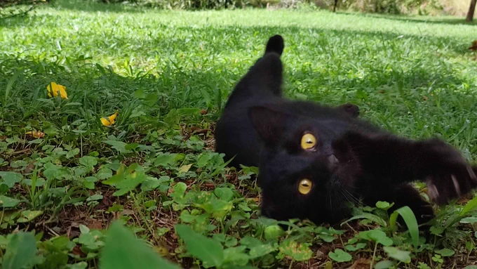 there is a perfectly camouflaged black cat with golden eyes somewhere on this grassy sward, looking very elegant and sauve (in her own demented little head) I'm not sure where that extra leg is attached