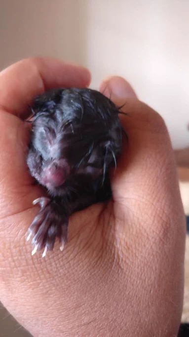 tiny Shuri, a small black kitten, moments after she was born, cradled in my hand, looking bedraggled and approx 70% claws 