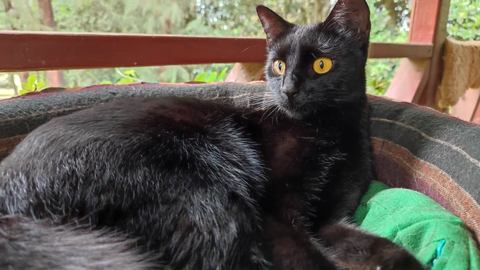 a beautiful black cat curled up in a small wicker basket, looking up and alert