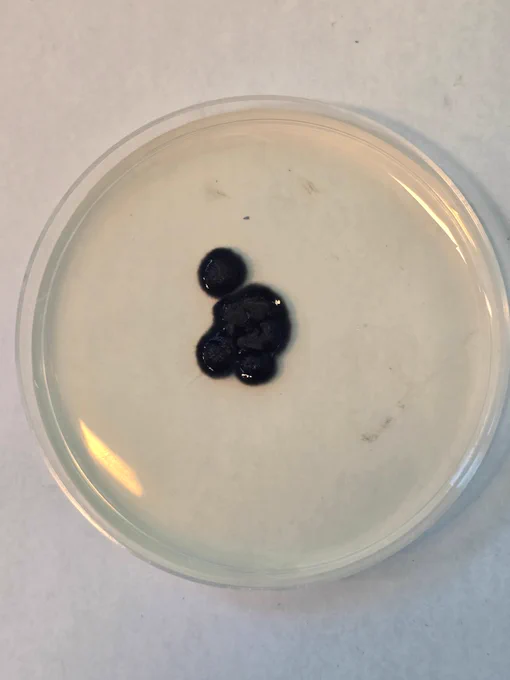 Venturia effusa on PDA after more than 1 month