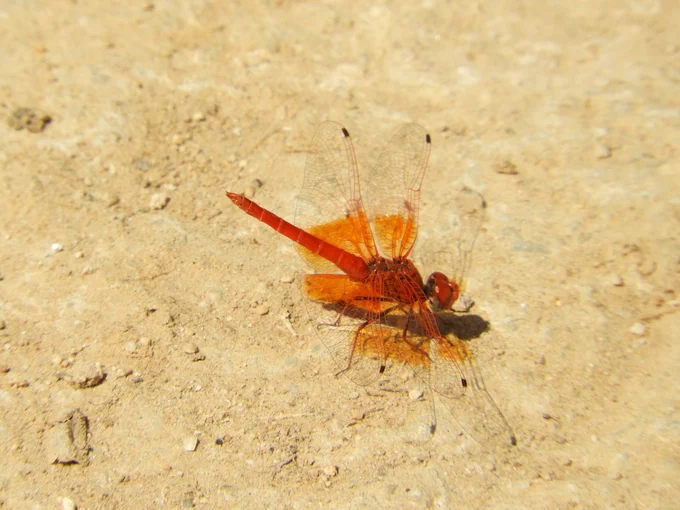 Orange-winged dropwig