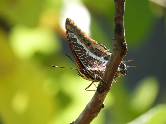 two tailed pasha