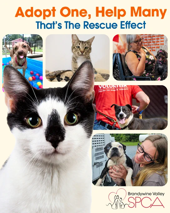 Collage of pictures of dogs and cats with the message, "From our friends at Brandywine Valley SPCA: This weekend only, all pets at both campuses will have no adoption fees! Stop by Saturday or Sunday to meet your new best friend and give them a forever home. Learn More: bvspca.org"