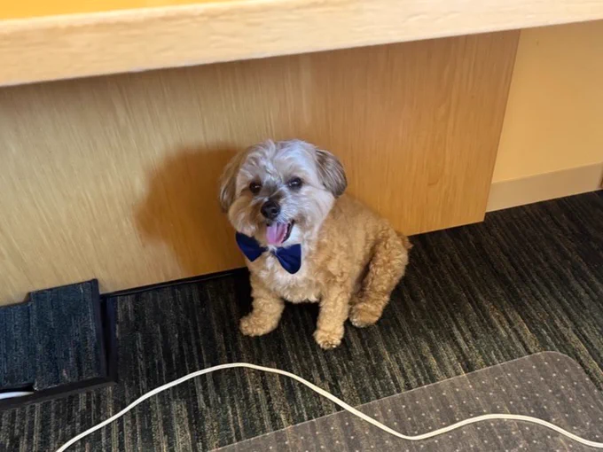 Nico, a Bichon Frise-Yorkie mix, is smiling sitting on the floor under a wooden desk. He's wearing a blue bow tie. 
