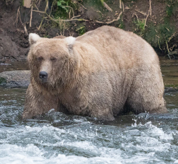 Defending champion, 128 Grazer, a large bear standing in moving water.