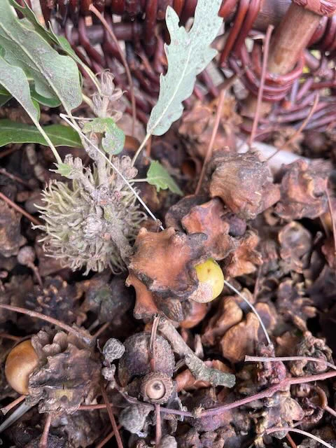 oak galls on the ground