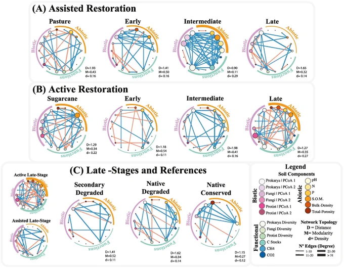 Figure 1 in Merloti et al. (2025): "Ecological network analysis based on soil components. (A) shows the network from chronosequences of assisted restored forests on former pasture lands, (B) active restored forests on former sugarcane, and (C) late-stage restored forests compared to degraded and reference forests. In each network, the nodes represent the soil components, while blue edges indicate positive correlations and red edges indicate negative correlations."