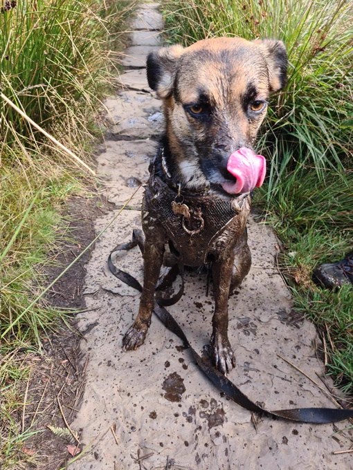 Our dog, covered in mud from falling into a super muddy puddle!