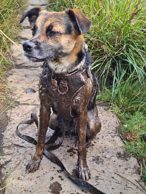 Our dog, covered in mud from falling into a super muddy puddle!