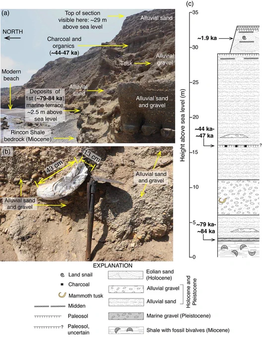 Fig. 10 Photograph of Mammuthus tusk exposed at locality SRI-901, near the mouth of Arlington Canyon (Figs. 3, 4): a, tusk location and its relation to marine (Qty) and overlying terrestrial (Qac) deposits; b, detail of tusk protruding from alluvial deposits; c, radiocarbon ages from alluvial and eolian deposits from Table 1 (samples SRI-906, 902, 903). Uranium-series ages of corals from marine terrace deposits (~80 ka) are from Muhs et al. (2015). Photographs by D.R. Muhs.