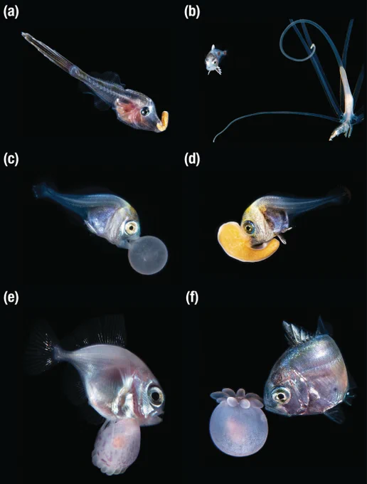 Afonso, G. V. F., Johnson, G. D., Collins, R., & Pastana, M. N. L. (2025). Associations between fishes (Actinopterygii: Teleostei) and anthozoans (Anthozoa: Hexacorallia) in epipelagic waters based on in situ records. Journal of Fish Biology, 1–7. https://doi.org/10.1111/jfb.70214