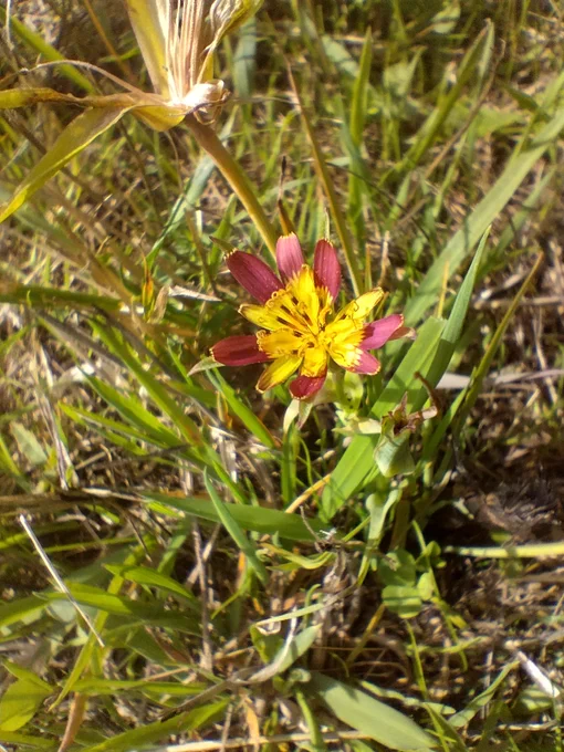 A hybrid goat's-beard flower with purple outer rays and yellow centre 