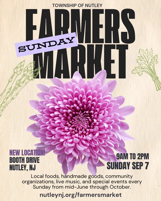 Chrysanthemum | Township of Nutley Farmers Market, Booth Drive, Nutley, NJ | Sundays 9am-2pm from mid-June through October