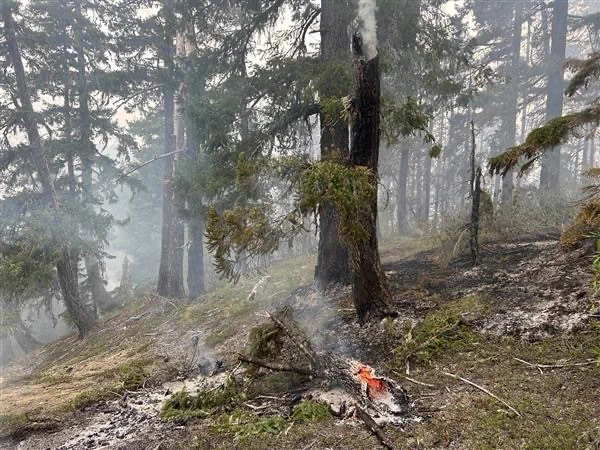 Fire smoking on the ground of forest