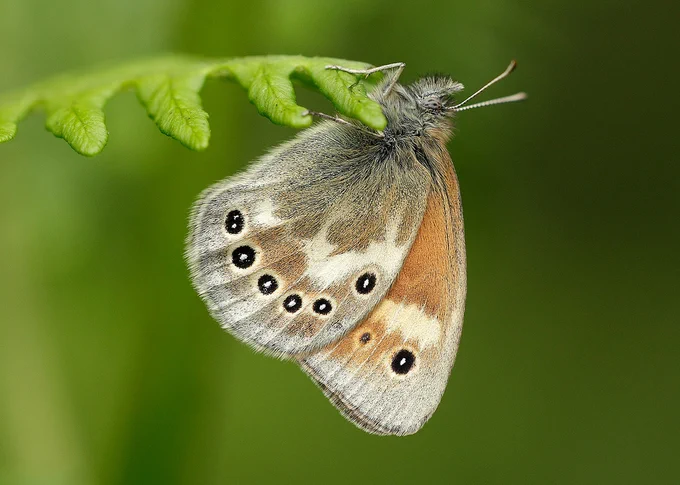Large Heath butterfly clinging on to the end of a fern frond