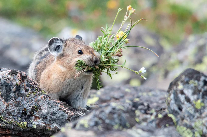 A small pika holding a bunch of wildflowers and greenery in its mouth while perched on rocky terrain.