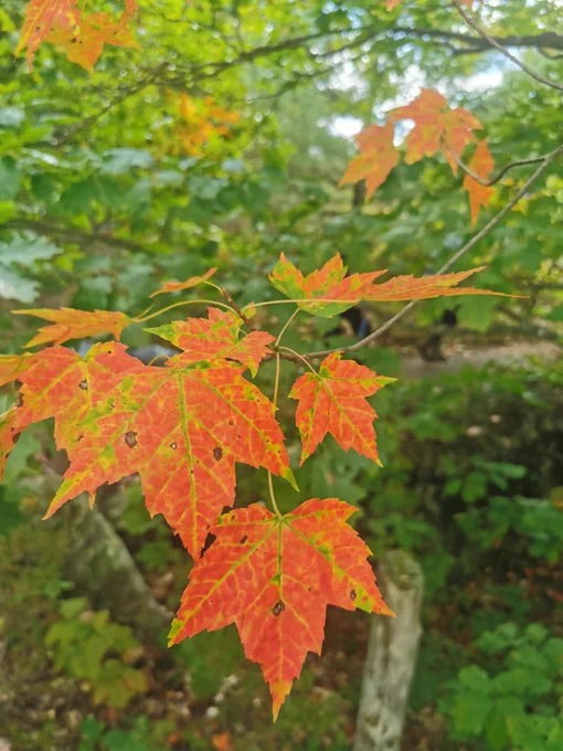 Close-up of a branch with maple leaves transitioning from green to vibrant orange and red, set against a background of mostly green forest foliage.