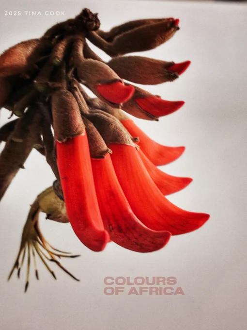 Beautiful orange flower