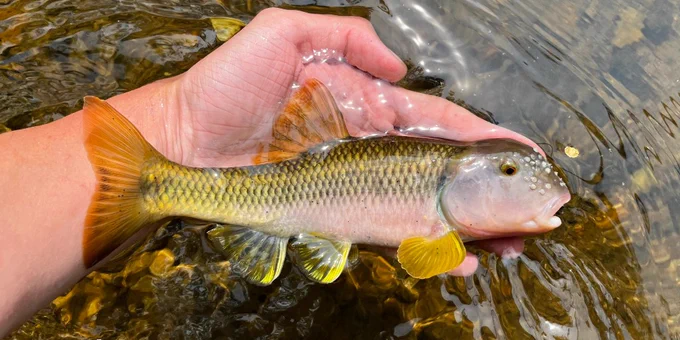 a golden fish with orange and yellow fins with a big pink head adorned with horns