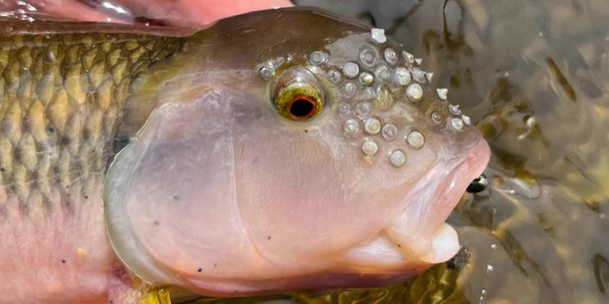 a close up of a pink fish face adorned with small horns

