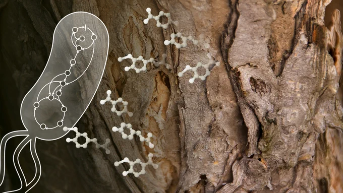 Soil bacterium tunes metabolic network for lignin carbon processing. Credit: Aristilde Research Group