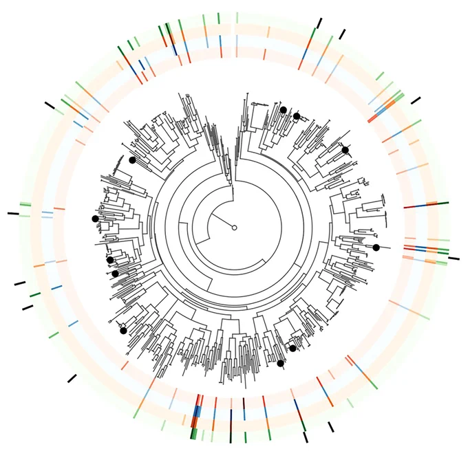 Fig. 2.
Comparison of the targeted genes, RXLR effectors, for the four Phytophthora infestans isolates used at the start of the experiment.