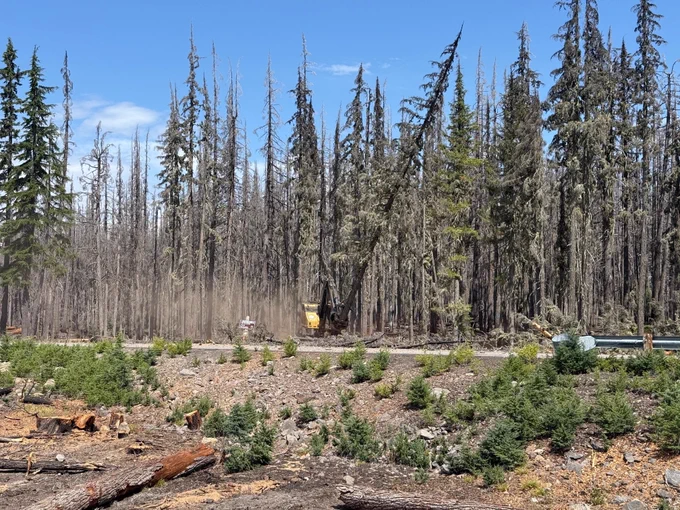 A big piece of machinery cuts down a tree in a forest.