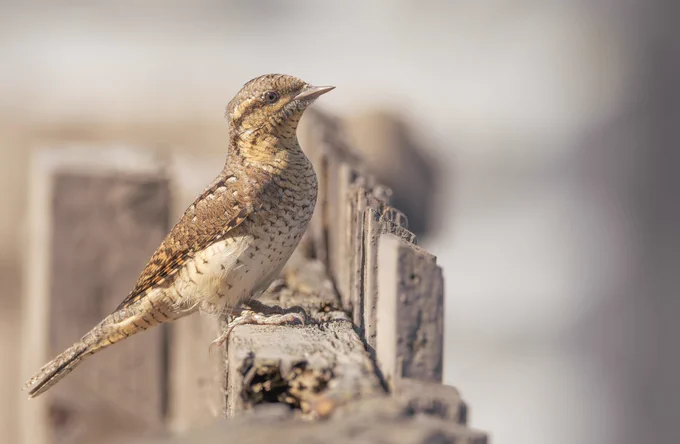 Wryneck