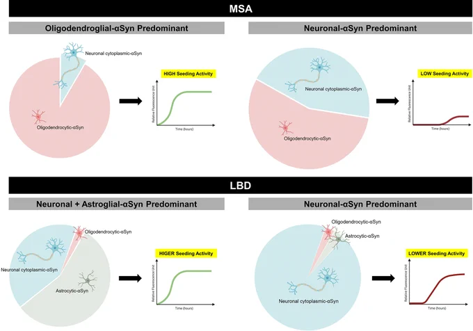 This study investigated whether brain regions with distinct predominance of α-synuclein (αSyn) cytopathologies show different αSyn seeding patterns in multiple system atrophy (MSA) and Lewy body disease (LBD), using an interdisciplinary approach. High seeding activity is observed in regions with oligodendrocytic-predominant αSyn pathology in MSA. In regions with combined neuronal cytoplasmic- and astrocytic-αSyn pathology, the increased involvement of astrocytes shows higher seeding activity in LBD. Lower seeding activity is observed in regions with predominant neuronal cytoplasmic-αSyn in LBD.