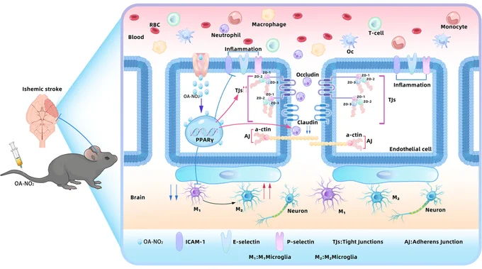 OA-NO2 activation of endothelial PPARγ signaling pathway alleviates ischemic brain injury. Endothelial OA-NO2-PPARγ signaling pathways preserve BBB integrity, reduce peripheral inflammatory cell infiltration, and improve functional outcomes after ischemic stroke.