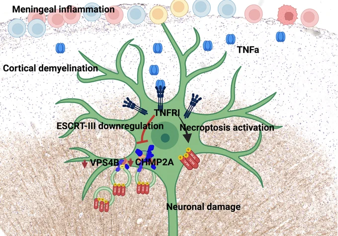 This study shows that components of the ESCRT-III membrane repair machinery, VPS4B and CHMP2A, are dysregulated in progressive MS and are associated with higher neurodegeneration and inflammation. This might lead to improper function of the complex to inhibit the final stages of necroptosis activation and thus impede neuronal cell death.