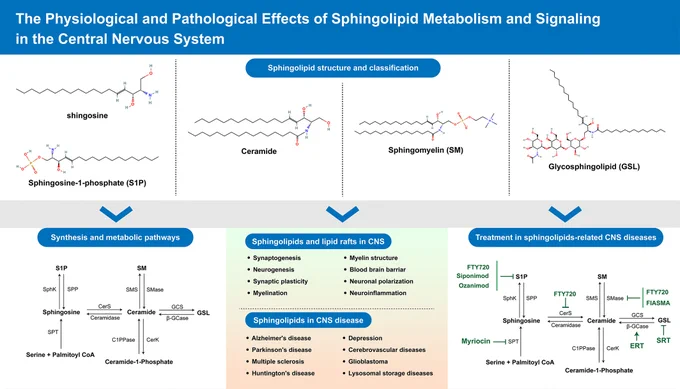 Sphingolipids are vital components of cell membranes. Metabolic disruptions of sphingolipids, including ceramide and sphingosine-1-phosphate, are linked to neurological disorders. This article summarizes the classification, structure, and metabolic processes of sphingolipids, and the physiological and pathological effects of sphingolipid metabolism and signaling in the central nervous system.