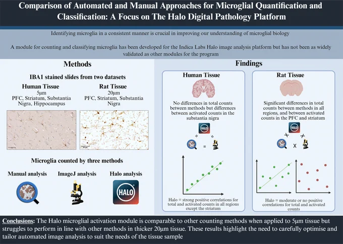 The Halo microglial activation module has not been formally validated in the literature. Comparison of this module with established methods revealed varied performance dependent on tissue thickness, highlighting the need for care to be taken when optimising image analysis parameters.