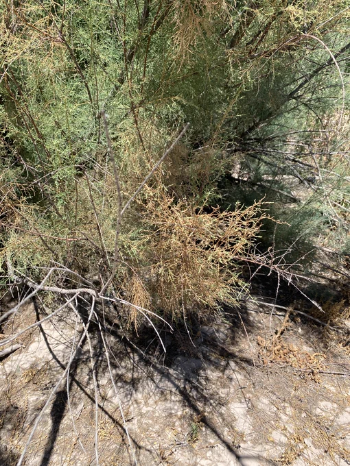 A photo of some defoliated tamarisk.