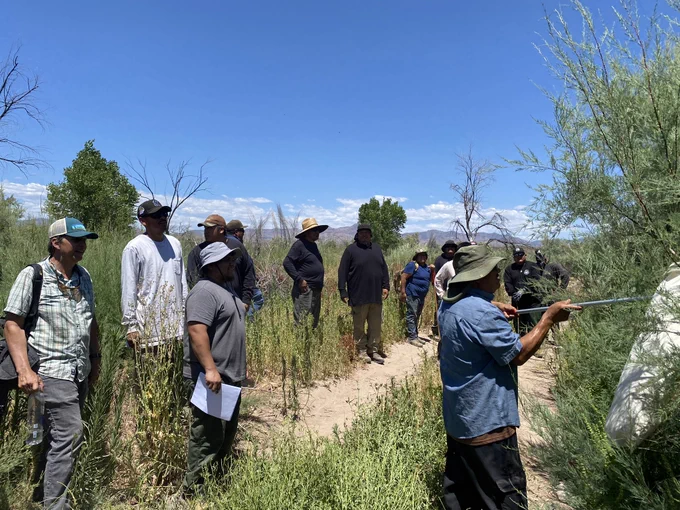 A Tamarisk beetle training session with the Tribe, June 2024.
