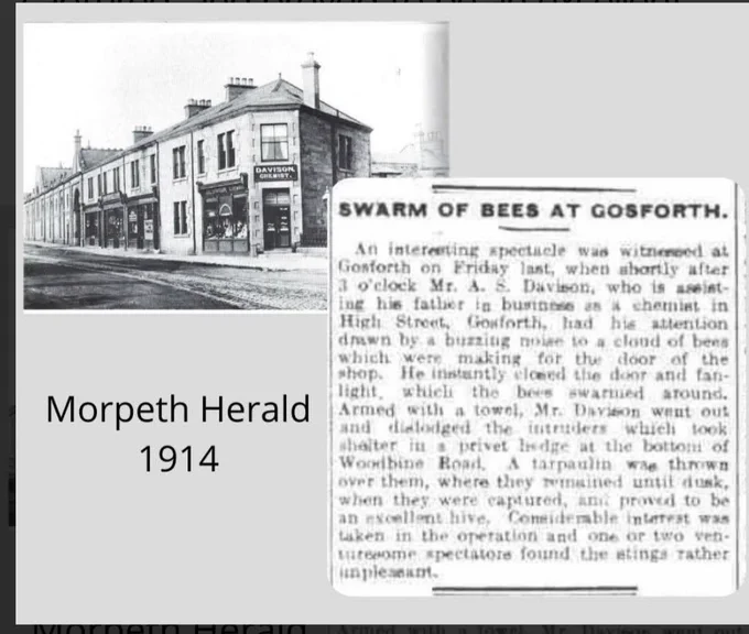 Photo of Davidson's Chemist on Gosforth High Street with news article snip from 1914 www.discoveringheritage.com House Histories. 