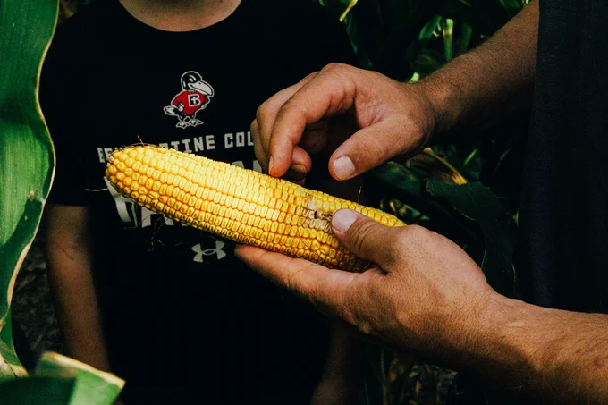 A father and sun count corn kernels estimating yield in a TAPS plot.