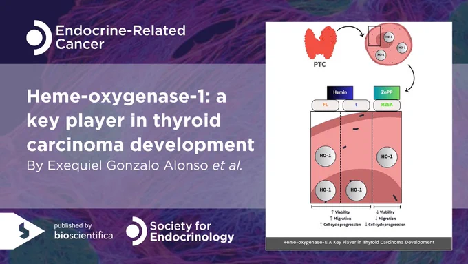 Heme-oxygenase-1: a key player in thyroid carcinoma development in Endocrine-Related Cancer. By Exequiel Gonzalo Alonso et al.
Graphical Abstract.
Published by bioscientifica. Society for Endocrinology.





