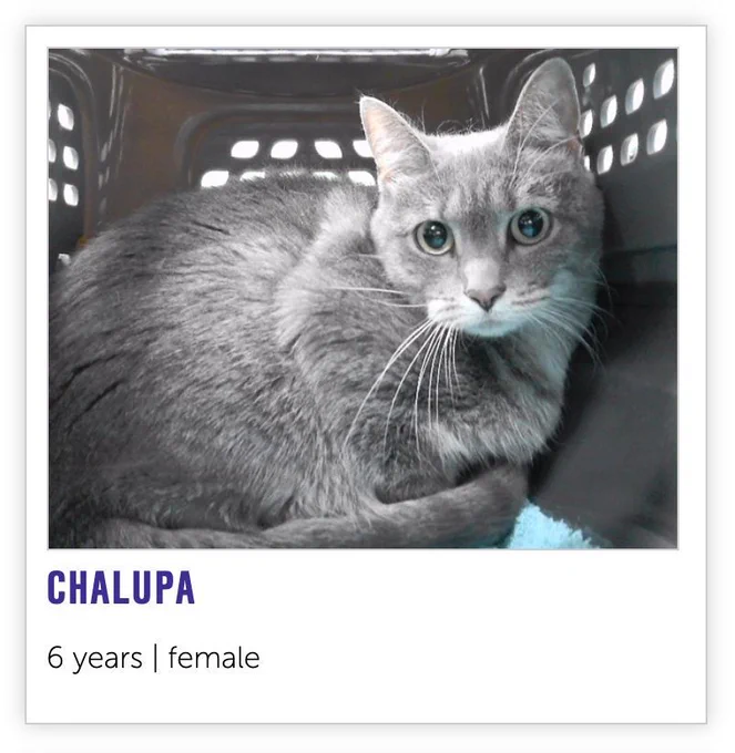 Chalupa, a grey 6-year-old female cat