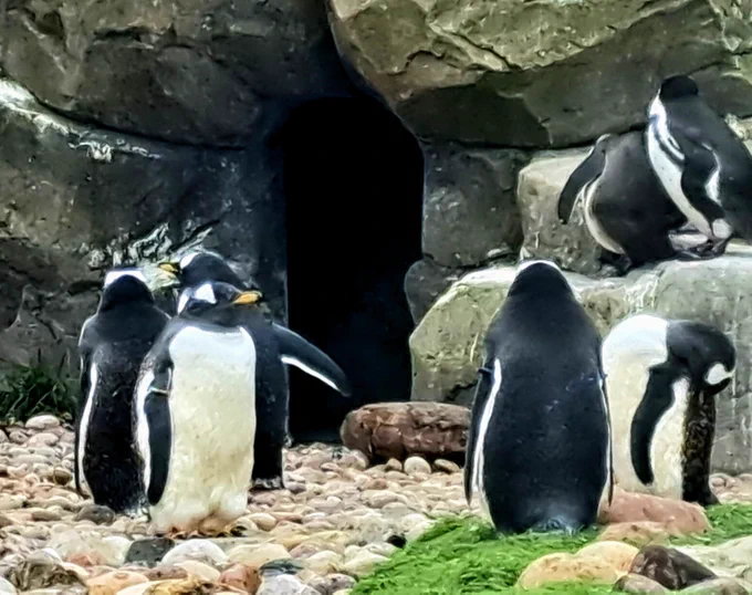 Penguins in their enclosure 