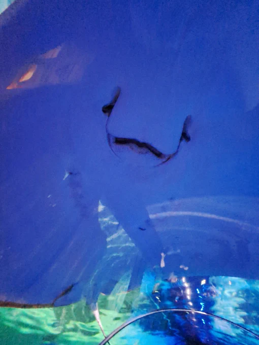 Close up image of a stingray