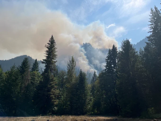 Smoke from a forest fire with trees in the foreground 