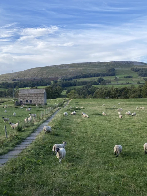 Sheep in a field with mountains