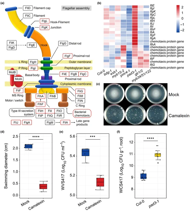 Impact of camalexin on bacterial motility-related gene expression, and on swimming and chemotaxis of Pseudomonas simiae WCS417. 